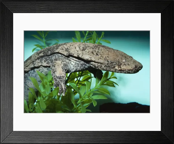 Framed Print : Chinese Giant Salamander - over one meter in length - Central China Framed Print : Chinese Giant Salamander - over one meter in length - Central China