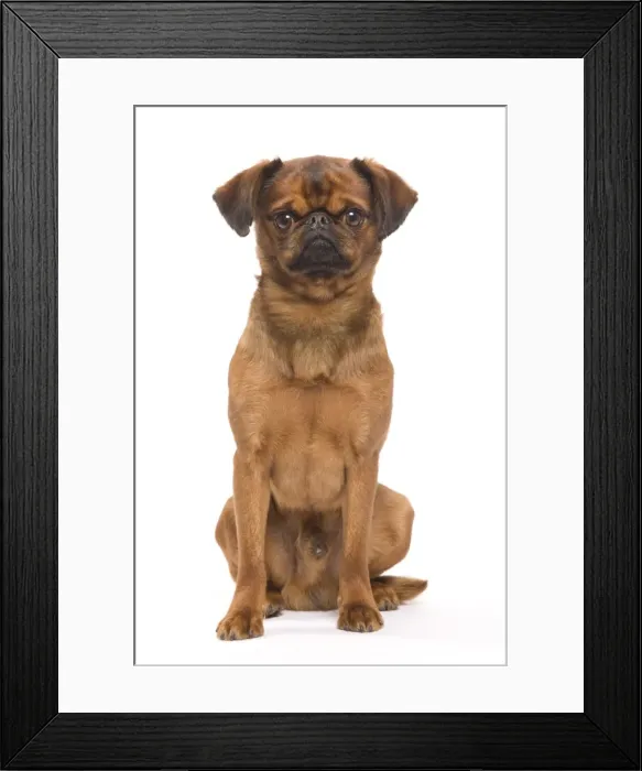 Framed Print : Dog - Smooth Brussels Griffon / Petit Brabancon Framed Print : Dog - Smooth Brussels Griffon / Petit Brabancon