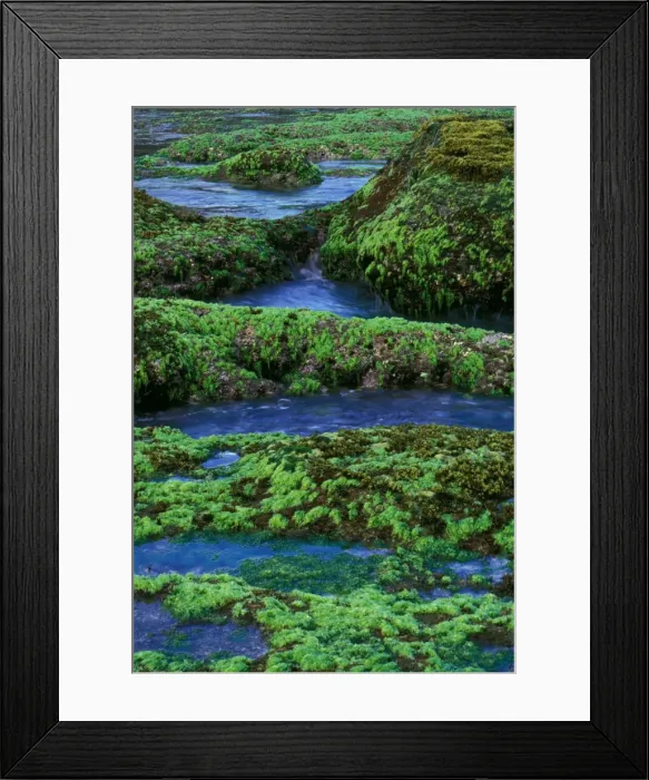 Framed Print : Sea Lettuce - Green algae, Christmas Island, Indian Ocean (Australian Territory) JPF36234 Framed Print : Sea Lettuce - Green algae, Christmas Island, Indian Ocean (Australian Territory) JPF36234