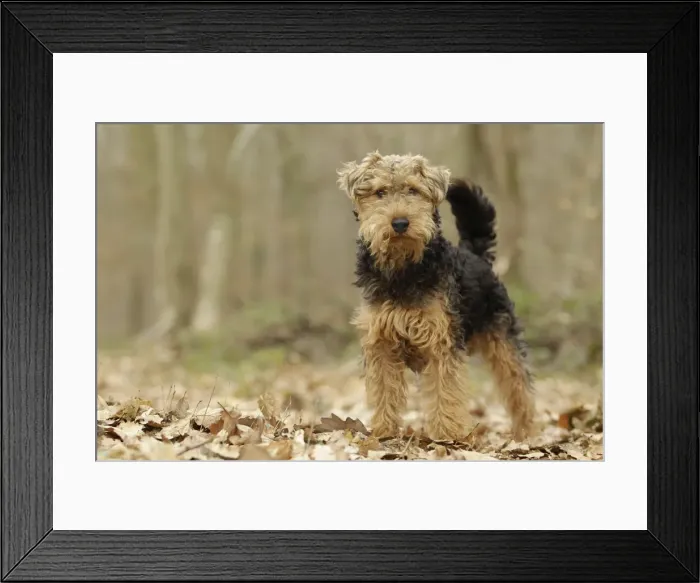 Framed Print : Welsh Terrier