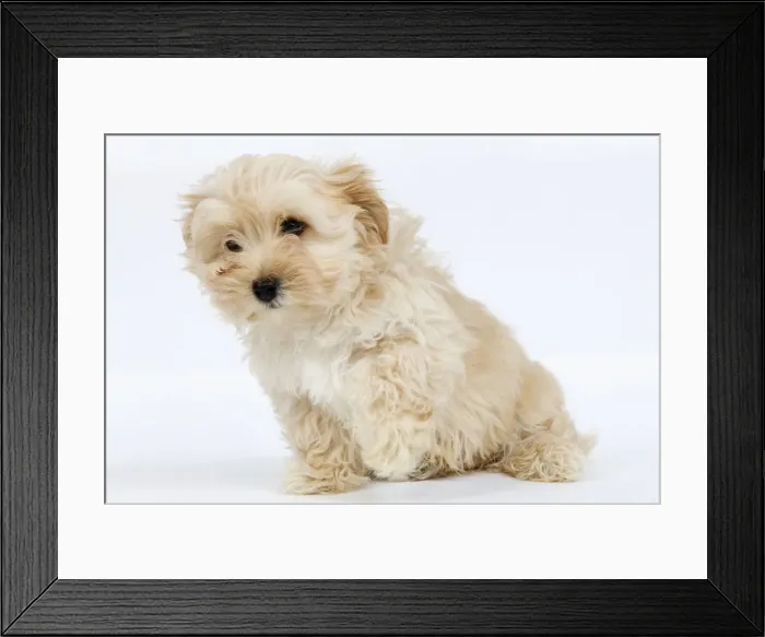 Framed Print : Dog - Bichon Havanais / Havanese in studio - with one paw in the air Framed Print : Dog - Bichon Havanais / Havanese in studio - with one paw in the air