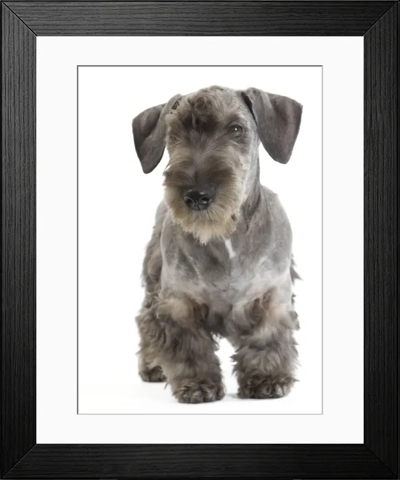 Framed Print : Dog - Cesky Terrier - Puppy in studio Framed Print : Dog - Cesky Terrier - Puppy in studio