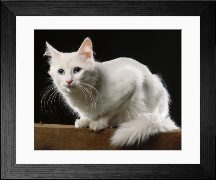Framed Print : Turkish Angora Cat Framed Print : Turkish Angora Cat