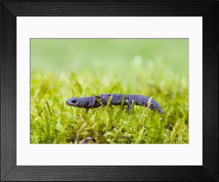 Framed Print : Great Crested Newt - juvenile walking across moss - Wiltshire - England - UK Framed Print : Great Crested Newt - juvenile walking across moss - Wiltshire - England - UK