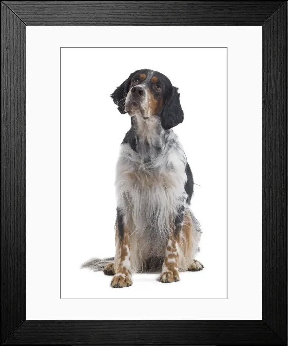 Framed Print : Dog - English Setter Framed Print : Dog - English Setter
