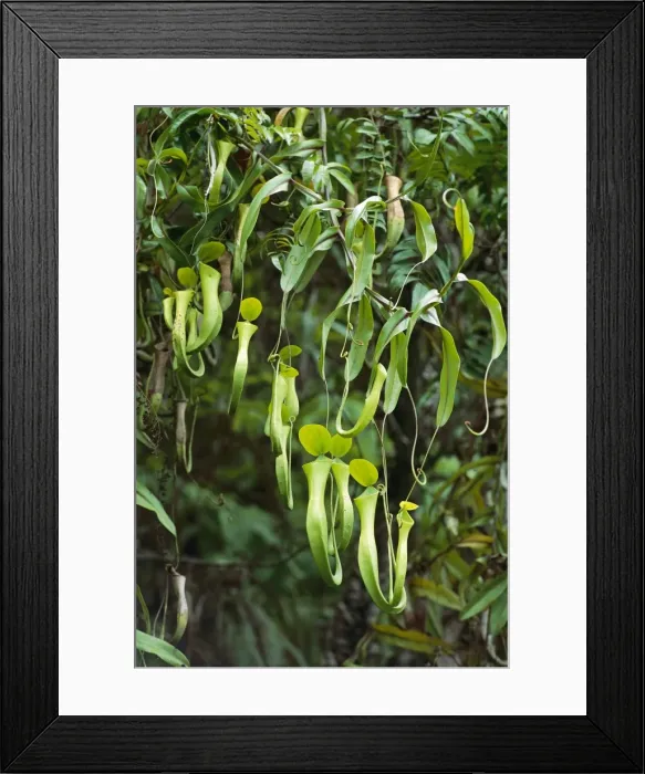 Framed Print : Reinwardt's Pitcher Plant - aerial pitchers, Sabah, Borneo, Malaysia JPF33162 Framed Print : Reinwardt's Pitcher Plant - aerial pitchers, Sabah, Borneo, Malaysia JPF33162