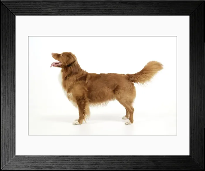 Framed Print : Dog. Nova Scotia Duck Tolling Retriever