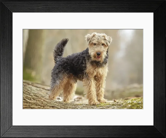 Framed Print : Welsh Terrier Framed Print : Welsh Terrier