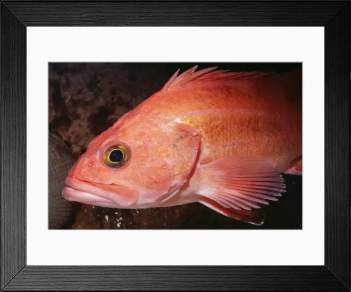 Framed Print : Yelloweye Rockfish - around reefs - California - USA Framed Print : Yelloweye Rockfish - around reefs - California - USA