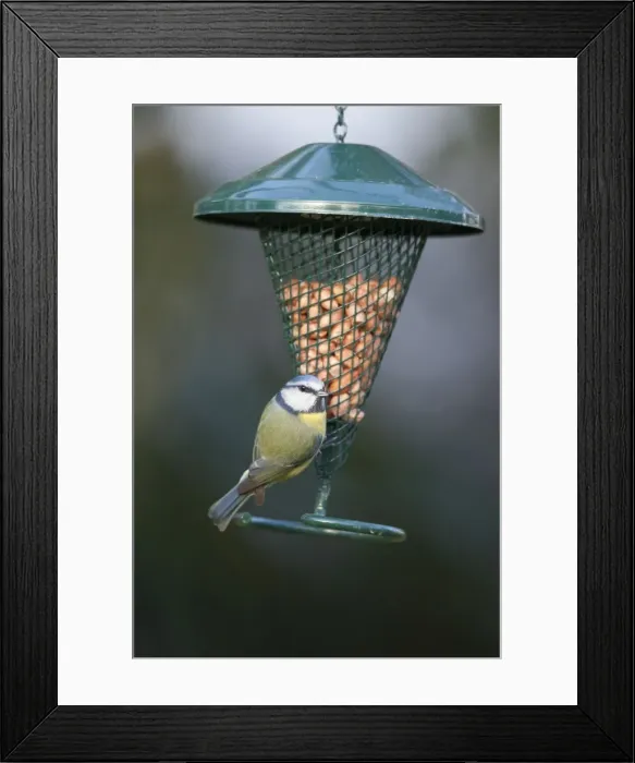 Framed Print : Blue Tit - Peanut Feeder - Cornwall - UK Framed Print : Blue Tit - Peanut Feeder - Cornwall - UK