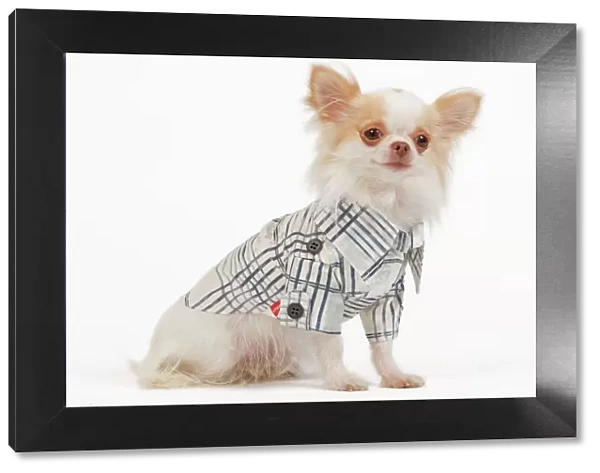 Dog - long-haired chihuahua in studio wearing checked shirt