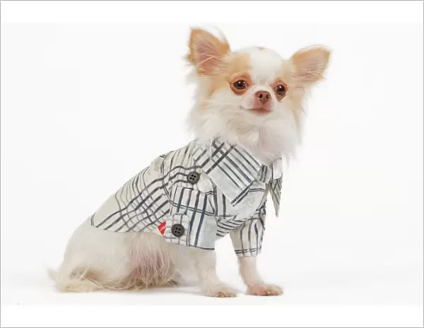 Dog - long-haired chihuahua in studio wearing checked shirt