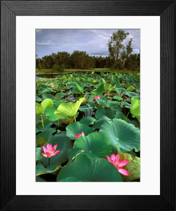 Framed Print : Red Lotus - Surrounded by Paperbark trees (Melaleuca sp. ) - Kakadu National Park (World Heritage Area) - Northern Territory - Australia JPF50930 Framed Print : Red Lotus - Surrounded by Paperbark trees (Melaleuca sp. ) - Kakadu National Park (World Heritage Area) - Northern Territory - Australia JPF50930