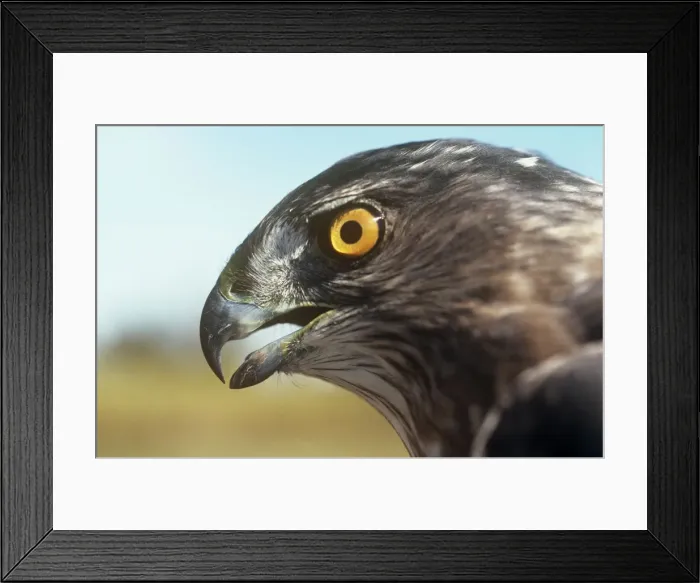 Framed Print : Sharp-shinned Hawk - Connecticut - USA Framed Print : Sharp-shinned Hawk - Connecticut - USA