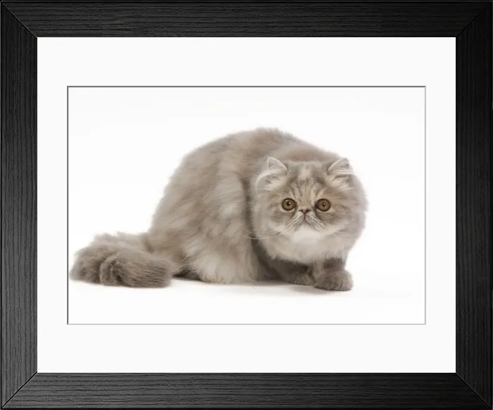Framed Print : Cat - Persian blue & creme blotched tabby - 6 month old kitten in studio Framed Print : Cat - Persian blue & creme blotched tabby - 6 month old kitten in studio