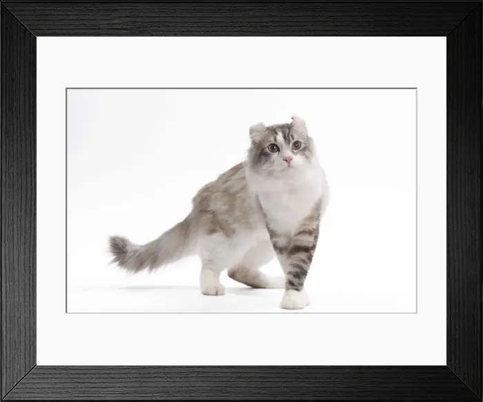 Framed Print : Cat - American curl in studio Framed Print : Cat - American curl in studio
