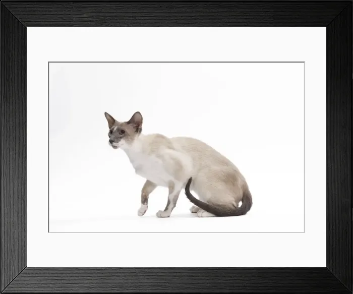 Framed Print : Cat - Siamese - Blue point & white - 8 months old in studio Framed Print : Cat - Siamese - Blue point & white - 8 months old in studio
