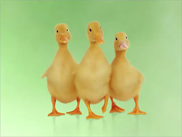 DUCK. Three ducklings stood in a row Digital manipulation: background colour