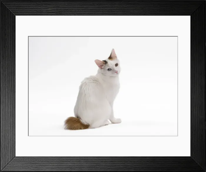 Framed Print : Cat - Japanese Bobtail in studio - different colour eyes Framed Print : Cat - Japanese Bobtail in studio - different colour eyes