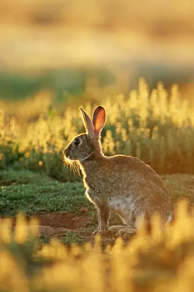Rabbit - Australia