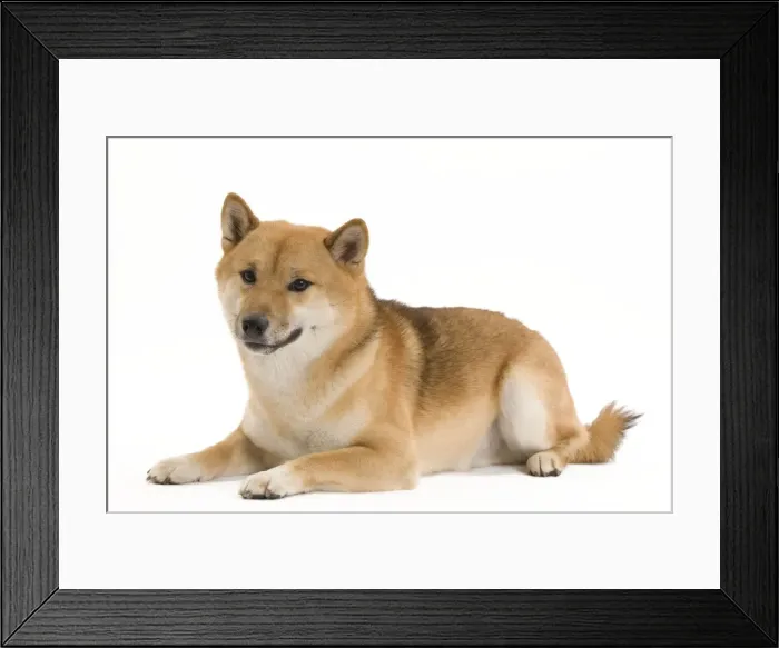 Framed Print : Dog - Shiba Inu Framed Print : Dog - Shiba Inu