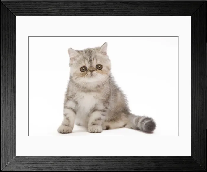 Framed Print : Cat - Exotic Black Tortie Silver Tabby - 3 month old kitten in studio Framed Print : Cat - Exotic Black Tortie Silver Tabby - 3 month old kitten in studio
