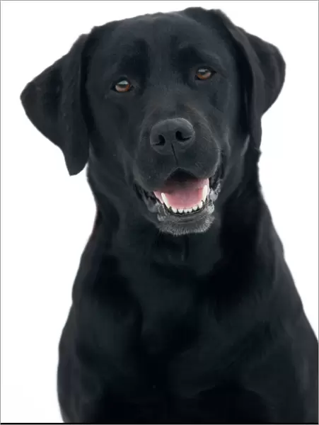 Dog - Black Labrador in studio