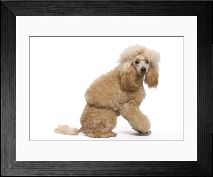 Framed Print : Dog - Miniature Apricot Poodle Framed Print : Dog - Miniature Apricot Poodle