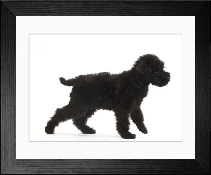Framed Print : Dog - Kerry Blue Terrier - in studio Framed Print : Dog - Kerry Blue Terrier - in studio