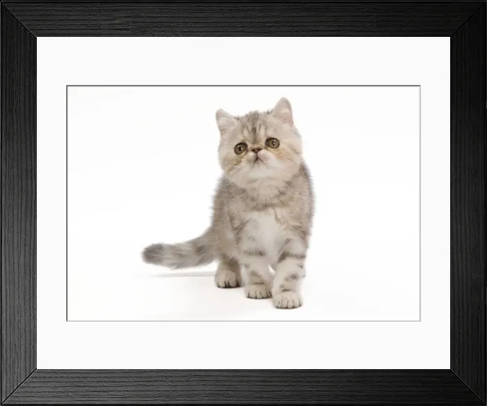 Framed Print : Cat - Exotic Black Tortie Silver Tabby - 3 month old kitten in studio Framed Print : Cat - Exotic Black Tortie Silver Tabby - 3 month old kitten in studio