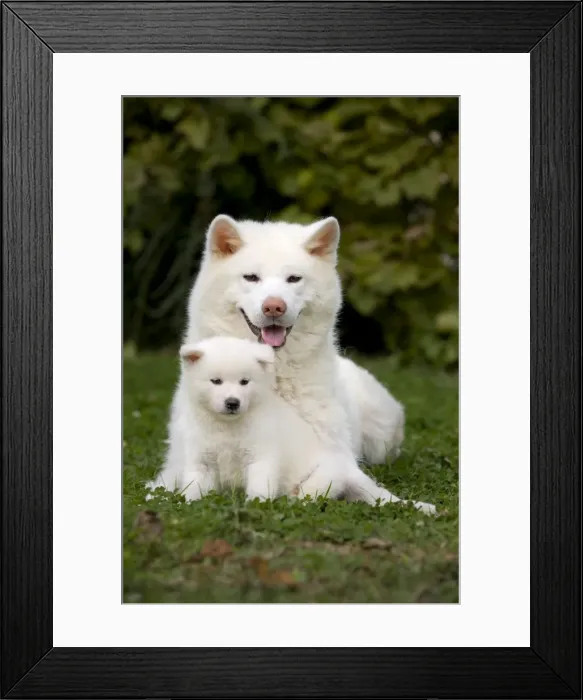 Framed Print : Dog - Akita / Akita Inu - adult & puppy. Also known as Japanese Akita Framed Print : Dog - Akita / Akita Inu - adult & puppy. Also known as Japanese Akita