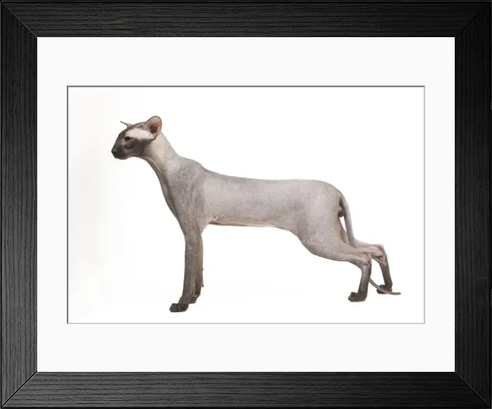 Framed Print : Cat - Peterbald - black flocked - in studio Framed Print : Cat - Peterbald - black flocked - in studio