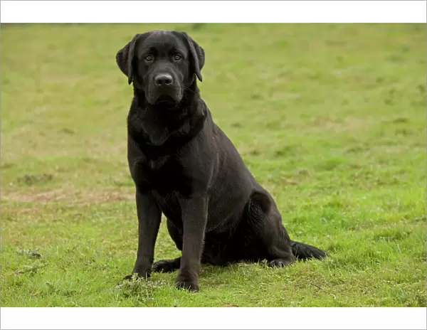 Dog - Black Labrador