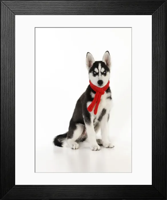 Framed Print : DOG. Siberian husky sitting wearing red scarf Framed Print : DOG. Siberian husky sitting wearing red scarf