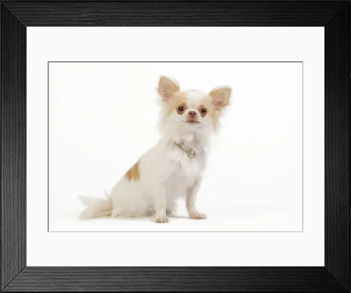 Framed Print : Dog - long-haired chihuahua in studio