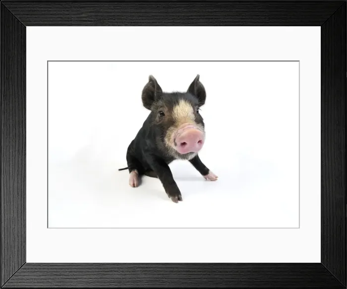 Framed Print : PIG. Berkshire piglet sitting down Framed Print : PIG. Berkshire piglet sitting down