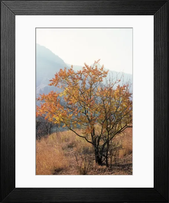 Framed Print : Wild Apricot Tree Dachigam National Park Jammu and Kashmir India Framed Print : Wild Apricot Tree Dachigam National Park Jammu and Kashmir India