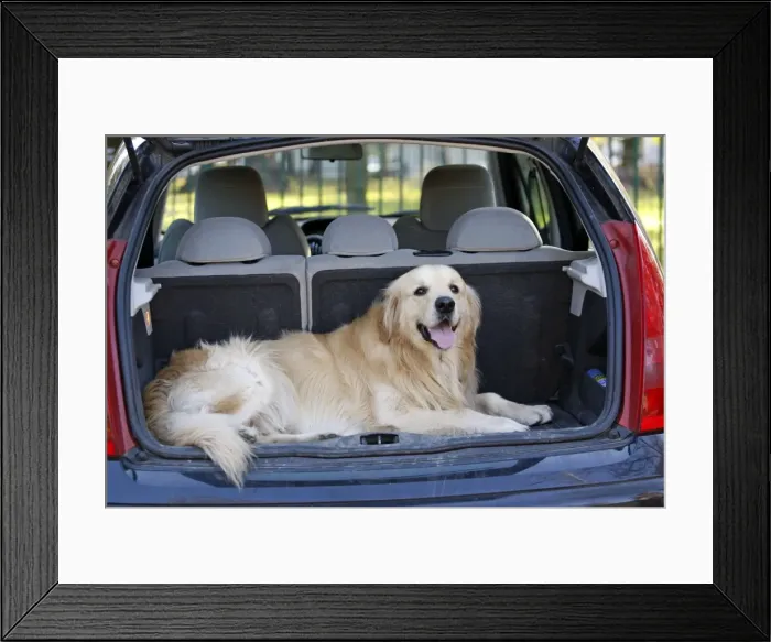 Framed Print : Dog - Golden Retriever lying in boot of car