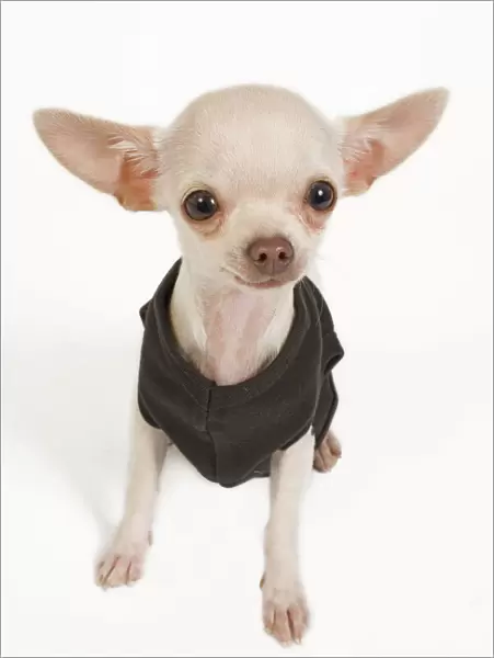 Dog - short-haired chihuahua in studio wearing t-shirt