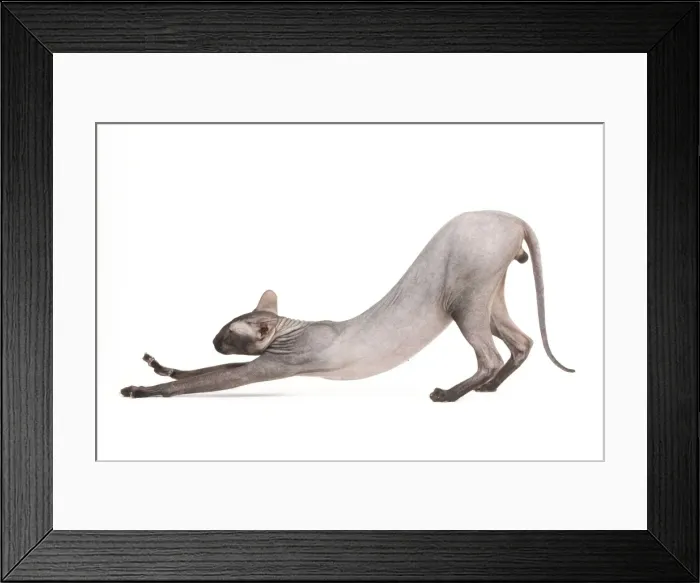 Framed Print : Cat- Peterbald - black flocked - in studio stretching