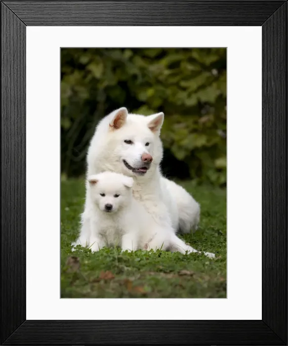 Framed Print : Dog - Akita / Akita Inu - adult & puppy. Also known as Japanese Akita Framed Print : Dog - Akita / Akita Inu - adult & puppy. Also known as Japanese Akita