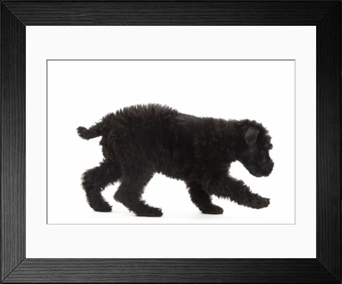 Framed Print : Dog - Kerry Blue Terrier - in studio