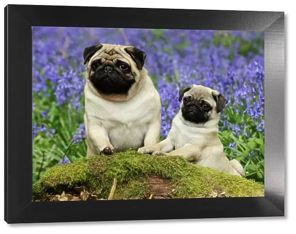 DOG. Pug standing next to pug puppy in bluebells