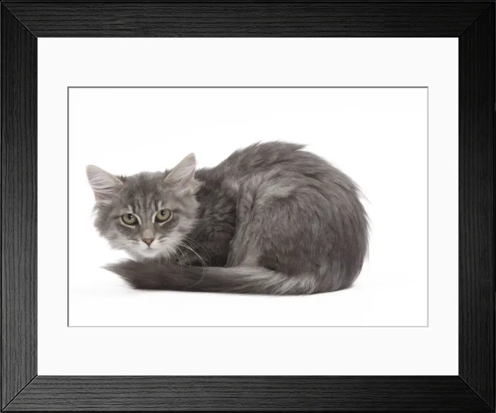 Framed Print : Cat - 8 week old Siberian kitten in studio Framed Print : Cat - 8 week old Siberian kitten in studio