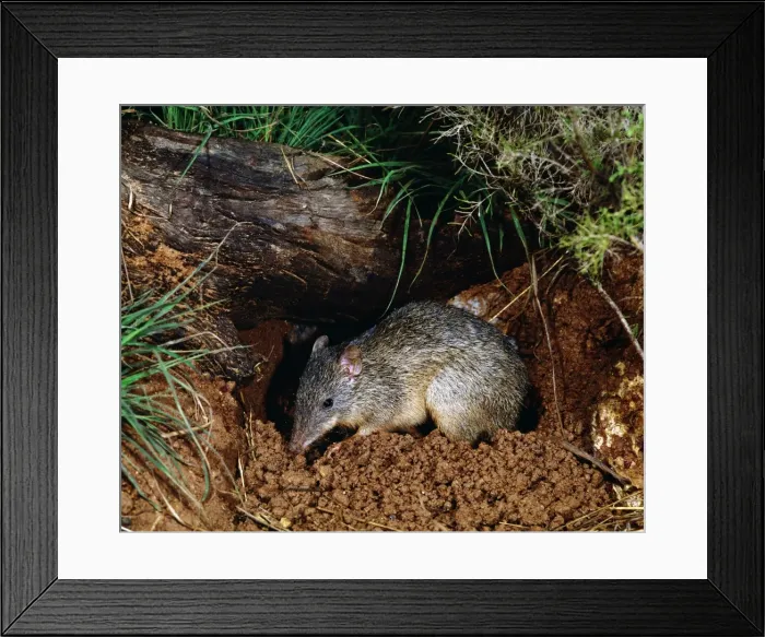 Framed Print : Greater Brown Bandicoot JPF 2151 Isodon macrourus © Jean-Paul Ferrero / ARDEA LONDON Framed Print : Greater Brown Bandicoot JPF 2151 Isodon macrourus © Jean-Paul Ferrero / ARDEA LONDON