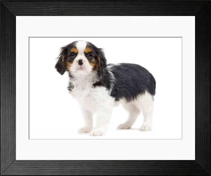 Framed Print : Dog - Cavalier King Charles Spaniel - in studio Framed Print : Dog - Cavalier King Charles Spaniel - in studio