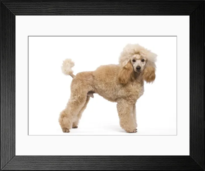 Framed Print : Dog - Miniature Apricot Poodle Framed Print : Dog - Miniature Apricot Poodle