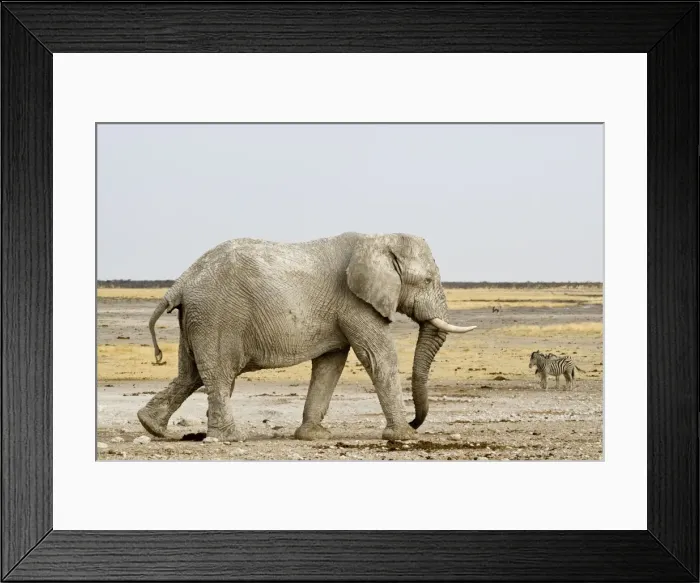 Framed Print : African Elephant - with Zebras in the background - Etosha National Park - Namibia - Africa Framed Print : African Elephant - with Zebras in the background - Etosha National Park - Namibia - Africa