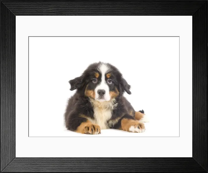 Framed Print : Dog - Bernese Mountain Dog puppy in studio Framed Print : Dog - Bernese Mountain Dog puppy in studio