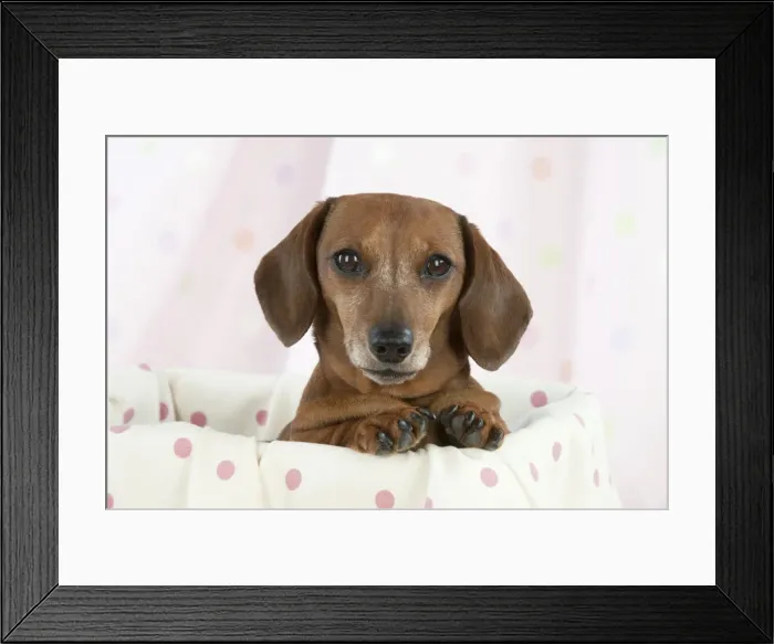 Framed Print : Dog - Miniature Short Haired Dachshund - in a basket Framed Print : Dog - Miniature Short Haired Dachshund - in a basket